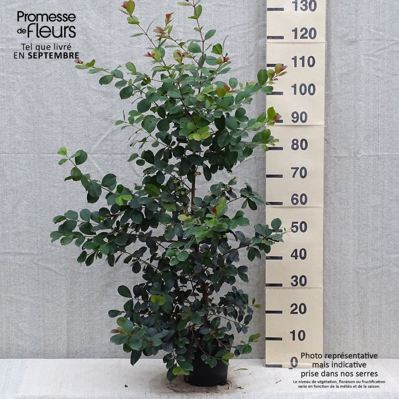 Example of Eugenia uniflora Etna Fire - Eugenie Topf mit 3L/4L as you get in automne