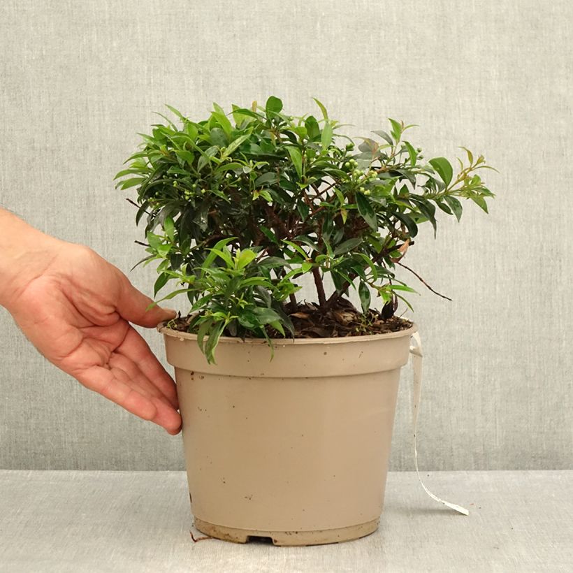 Example of Eugenia myrtifolia Compacta - Eugenie Topf mit 4L/5L as you get in ete