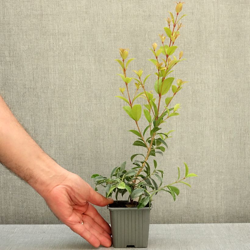 Exemplar von Eugenia myrtifolia New Port - Eugenie Kleine Töpfe von 8/9 cm wie im Herbst geliefert