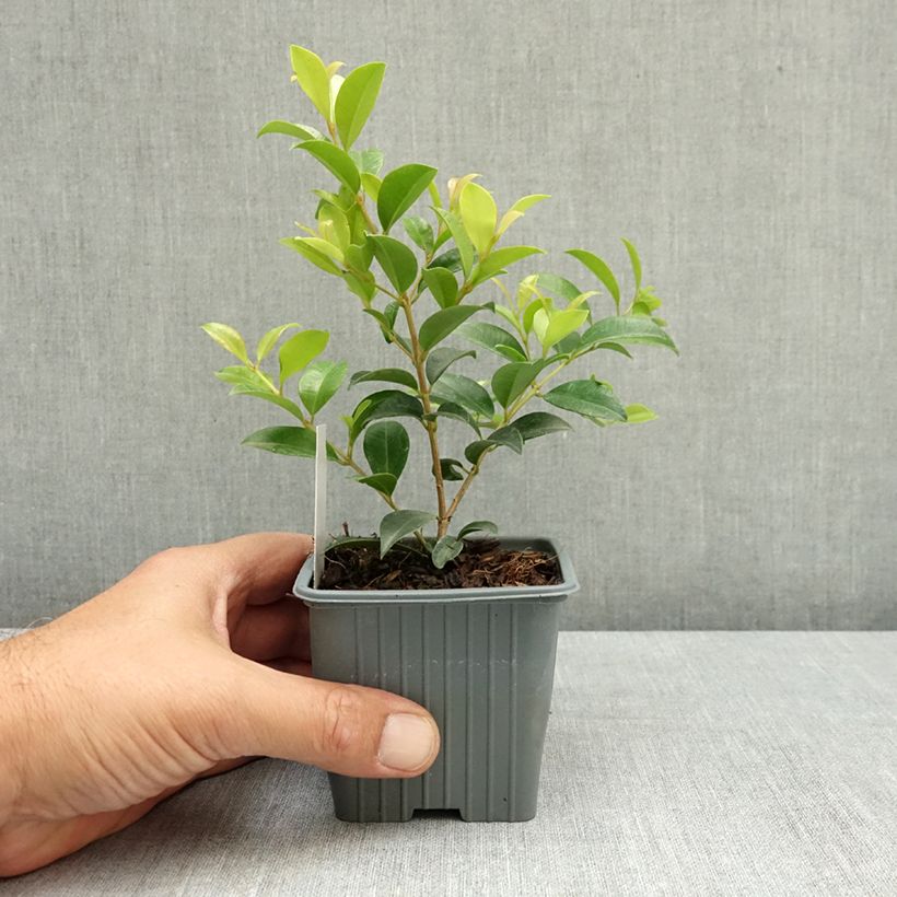 Exemplar von Eugenia myrtifolia New Port - Eugenie Kleine Töpfe von 8/9 cm wie im Sommer geliefert