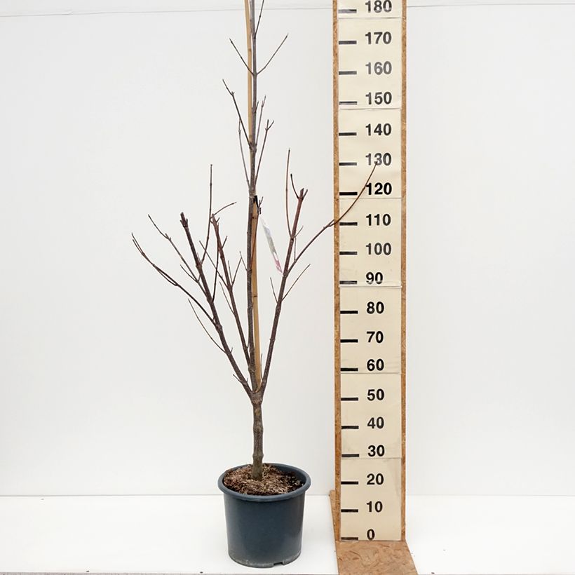 Exemplar von Tetradium daniellii - Bienenbaum Topf mit 12L/15L wie im Herbst geliefert