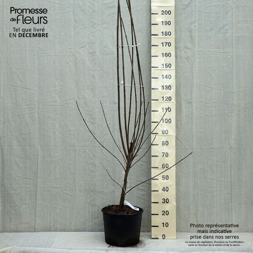 Example of Tetradium daniellii - Bienenbaum Topf mit 12L/15L as you get in hiver