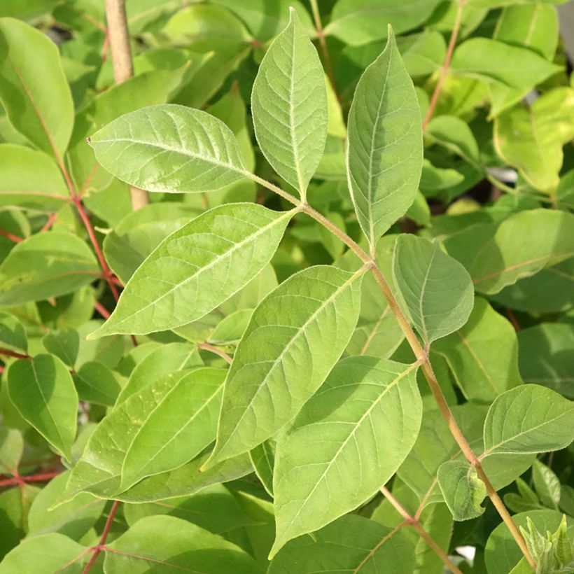 Tetradium daniellii - Bienenbaum (Foliage)