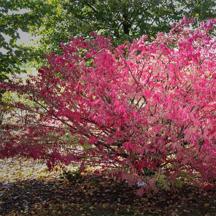 Euonymus alatus - Pfaffenhütchen (Plant habit)