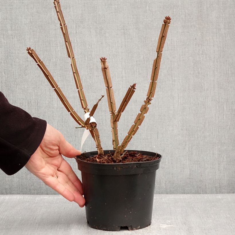 Exemplar von Euonymus alatus Blade Runner - Pfaffenhütchen Topf mit 2L/3L wie im Winter geliefert