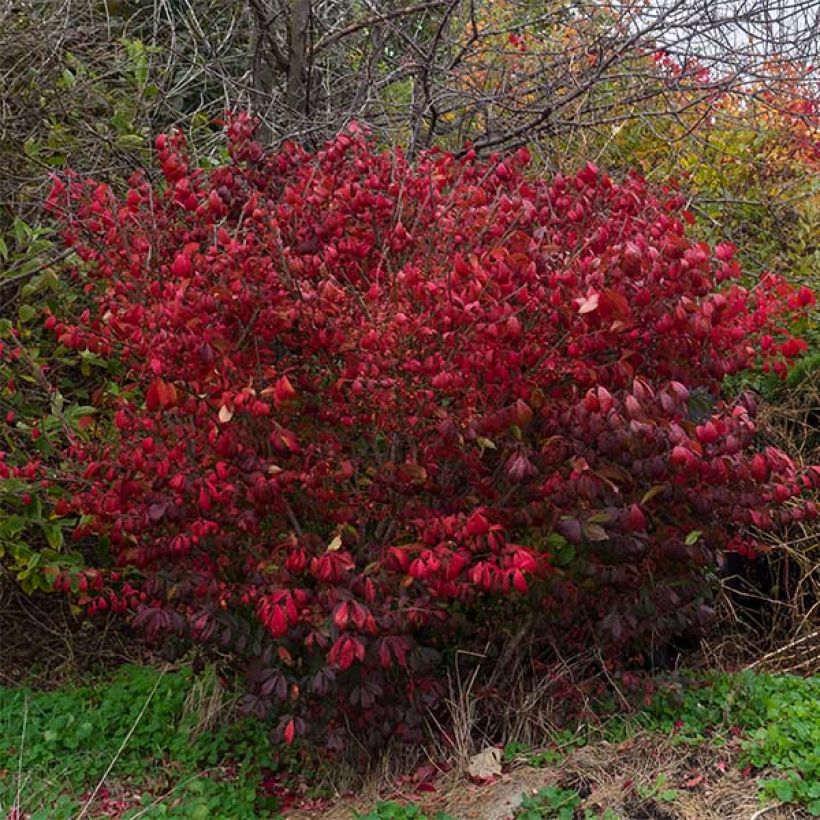 Euonymus alatus Compactus - Pfaffenhütchen (Plant habit)