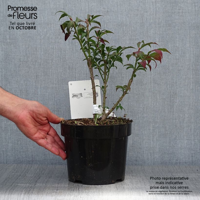 Example of Euonymus alatus Compactus - Pfaffenhütchen Topf mit 2L/3L as you get in automne