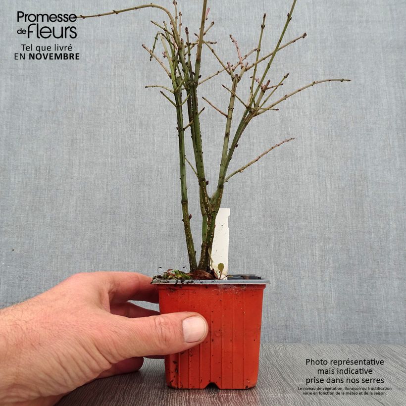 Example of Euonymus alatus - Pfaffenhütchen Kleine Töpfe von 8/9 cm as you get in automne