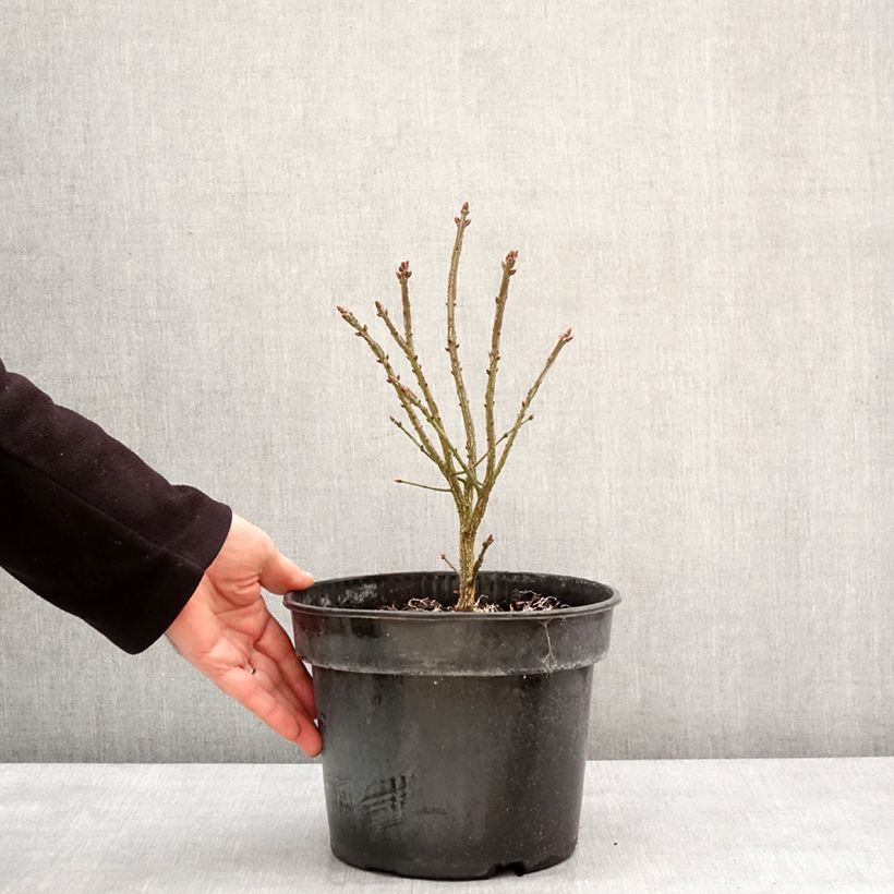 Example of Euonymus alatus Fire Ball - Pfaffenhütchen Topf mit 4L/5L as you get in hiver