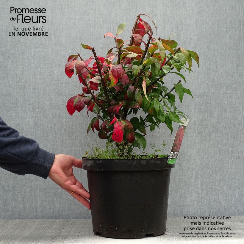 Example of Euonymus alatus - Pfaffenhütchen Topf mit 7,5L/10L as you get in automne