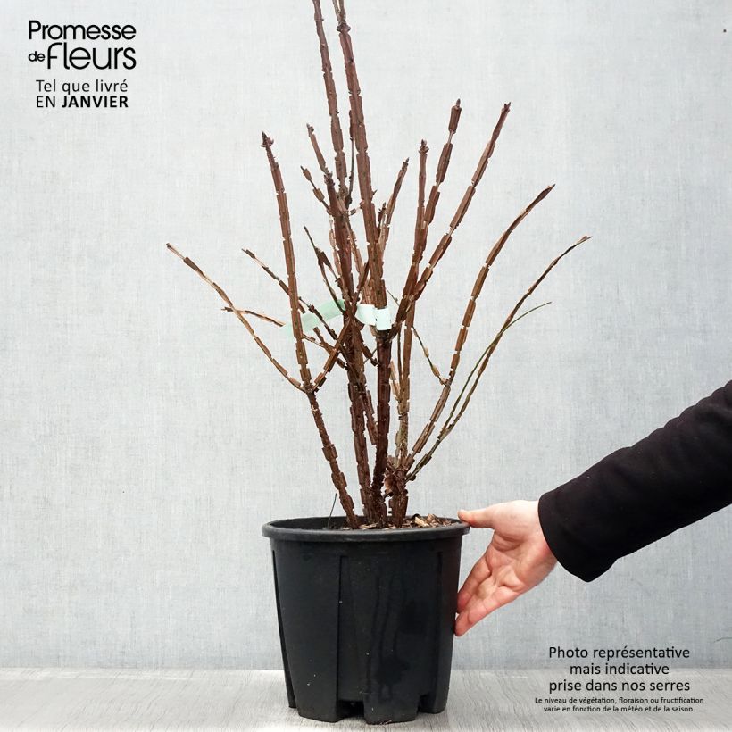 Exemplar von Euonymus alatus - Pfaffenhütchen Topf mit 7,5L/10L wie im Winter geliefert