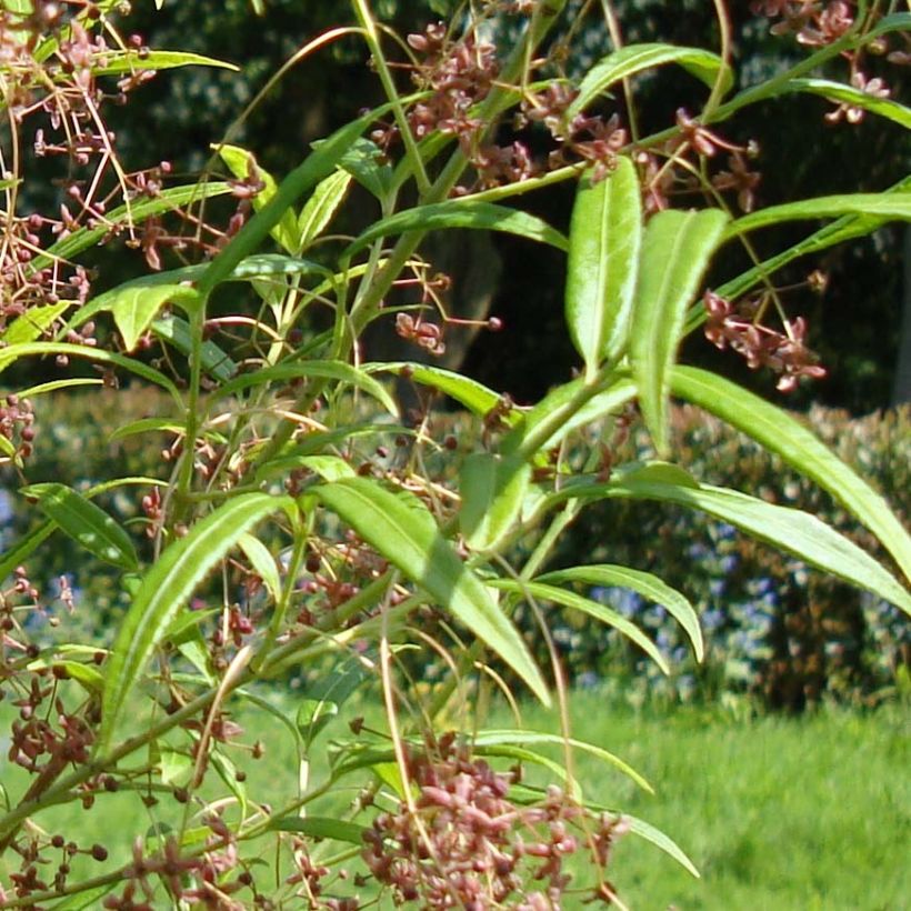 Euonymus clivicolus var. rongchuensis - Pfaffenhütchen (Foliage)