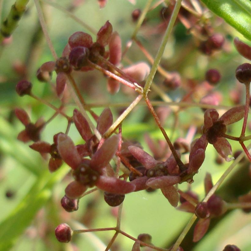 Euonymus clivicolus var. rongchuensis - Pfaffenhütchen (Flowering)