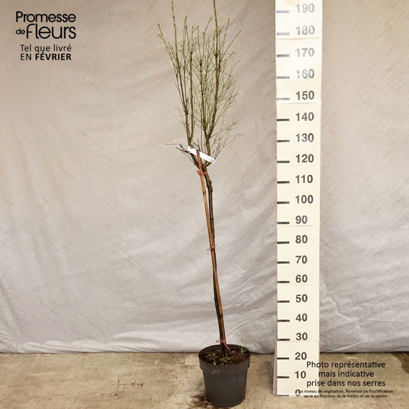 Example of Euonymus clivicolus var. rongchuensis - Pfaffenhütchen Topf mit 7,5L/10L as you get in hiver