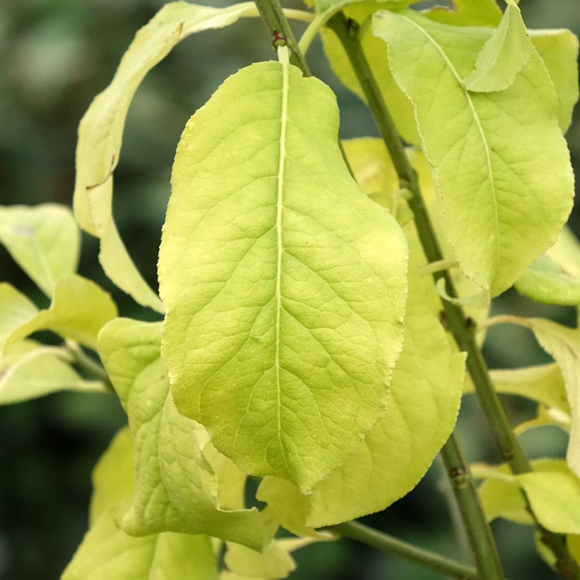 Pfaffenhütchen Albus - Euonymus europaeus (Foliage)