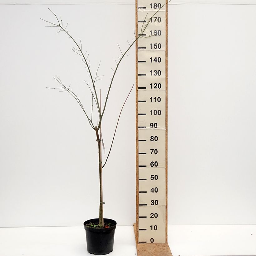 Exemplar von Pfaffenhütchen Albus - Euonymus europaeus Topf mit 7,5L/10L wie im Herbst geliefert