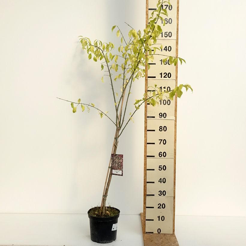Example of Pfaffenhütchen Albus - Euonymus europaeus Topf mit 7,5L/10L as you get in ete