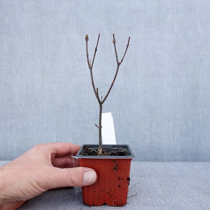 Example of Pfaffenhütchen Red Cascade - Euonymus europaeus Kleine Töpfe von 8/9 cm as you get in hiver