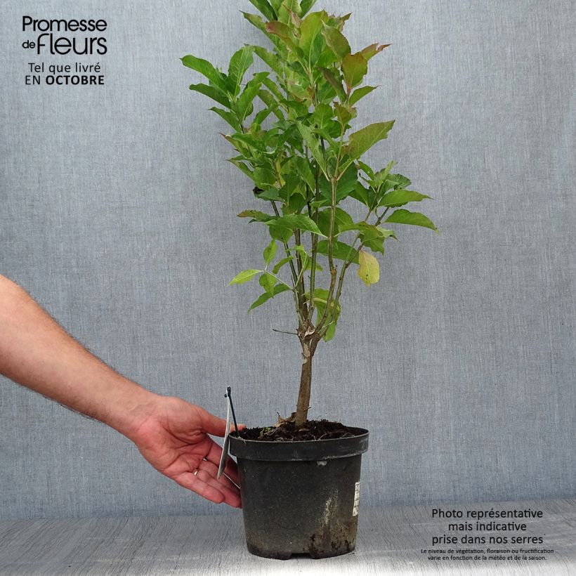 Example of Pfaffenhütchen Red Cascade - Euonymus europaeus Topf mit 2L/3L as you get in automne