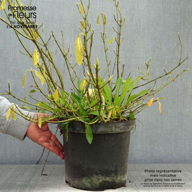 Example of Spindelstrauch Blondy - Euonymus fortunei Topf mit 7,5L/10L as you get in automne