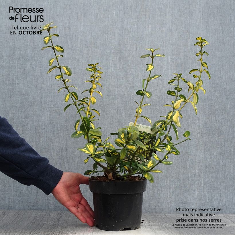 Example of Spindelstrauch Blondy - Euonymus fortunei Topf mit 2L/3L as you get in automne