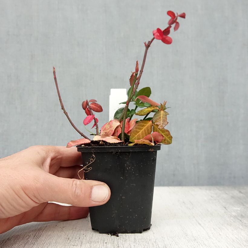 Example of Spindelstrauch Coloratus - Euonymus fortunei Kleine Töpfe von 8/9 cm as you get in automne