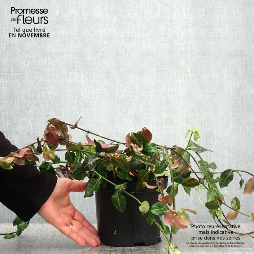 Example of Spindelstrauch Coloratus - Euonymus fortunei Topf mit 1,5L/2L as you get in automne