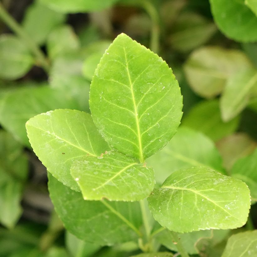 Spindelstrauch Dart's Blanket - Euonymus fortunei (Foliage)