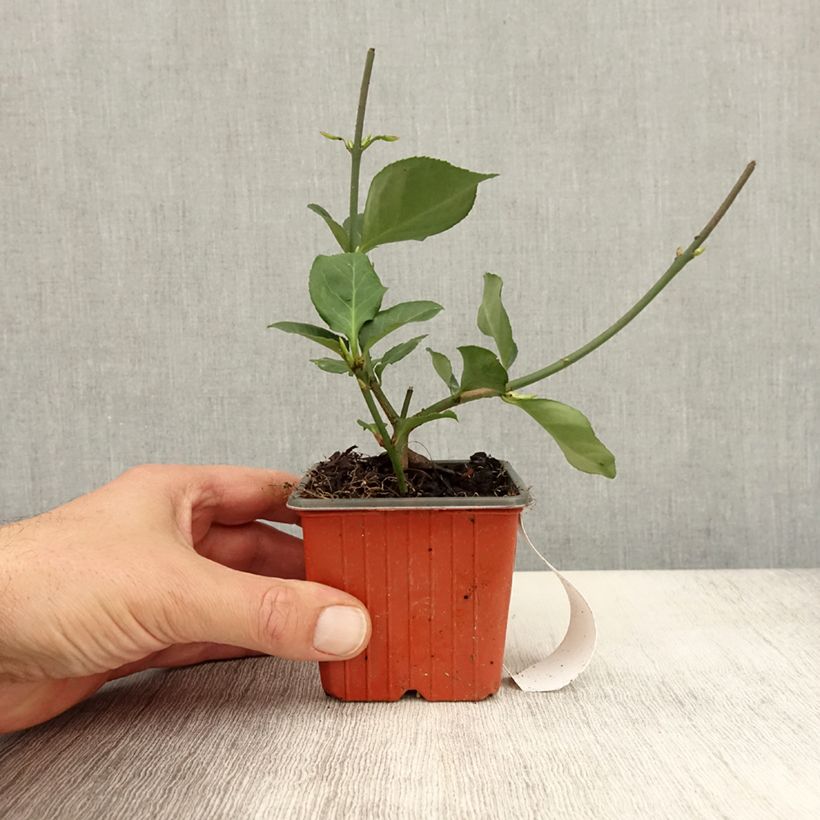 Example of Spindelstrauch Dart's Blanket - Euonymus fortunei Kleine Töpfe von 8/9 cm as you get in automne