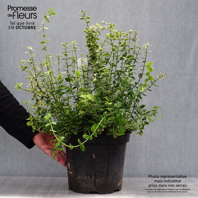Example of Spindelstrauch Emerald 'n gold - Euonymus fortunei Topf mit 4L/5L as you get in automne