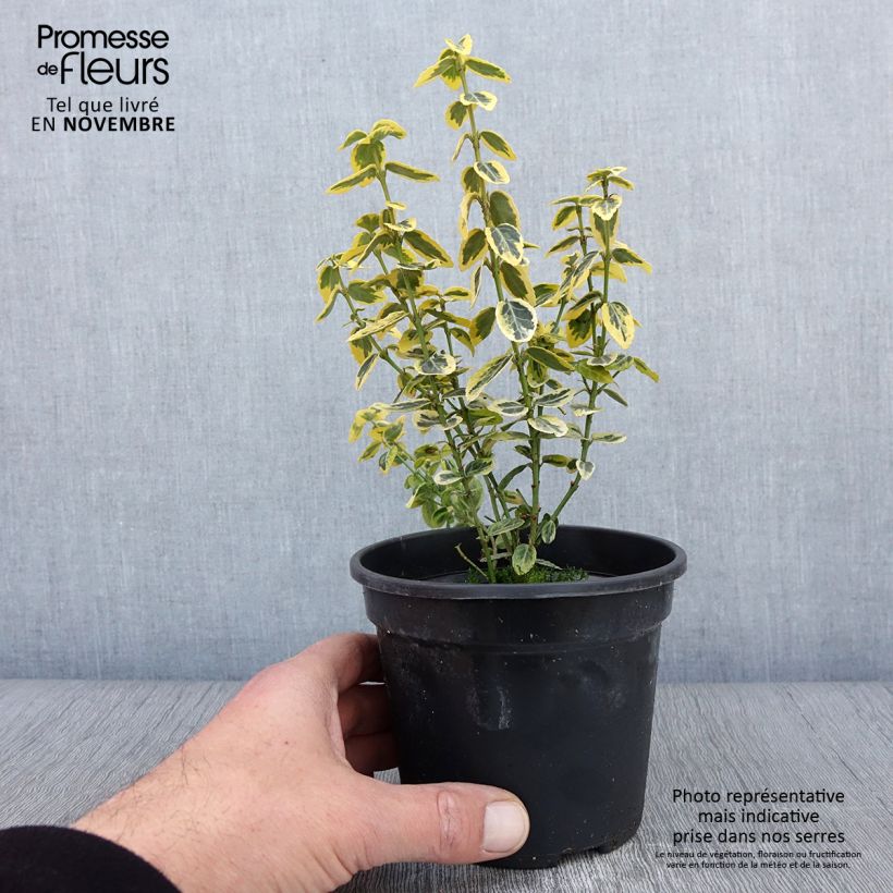 Example of Spindelstrauch Emerald 'n gold - Euonymus fortunei Topf mit 1L/1,5L as you get in automne