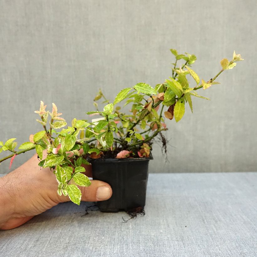 Exemplar von Spindelstrauch Harlequin - Euonymus fortunei Kleine Töpfe von 8/9 cm wie im Herbst geliefert