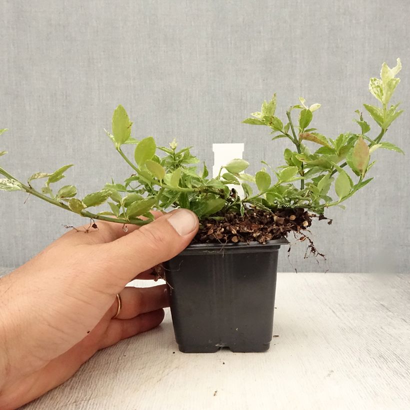 Example of Spindelstrauch Harlequin - Euonymus fortunei Kleine Töpfe von 8/9 cm as you get in ete