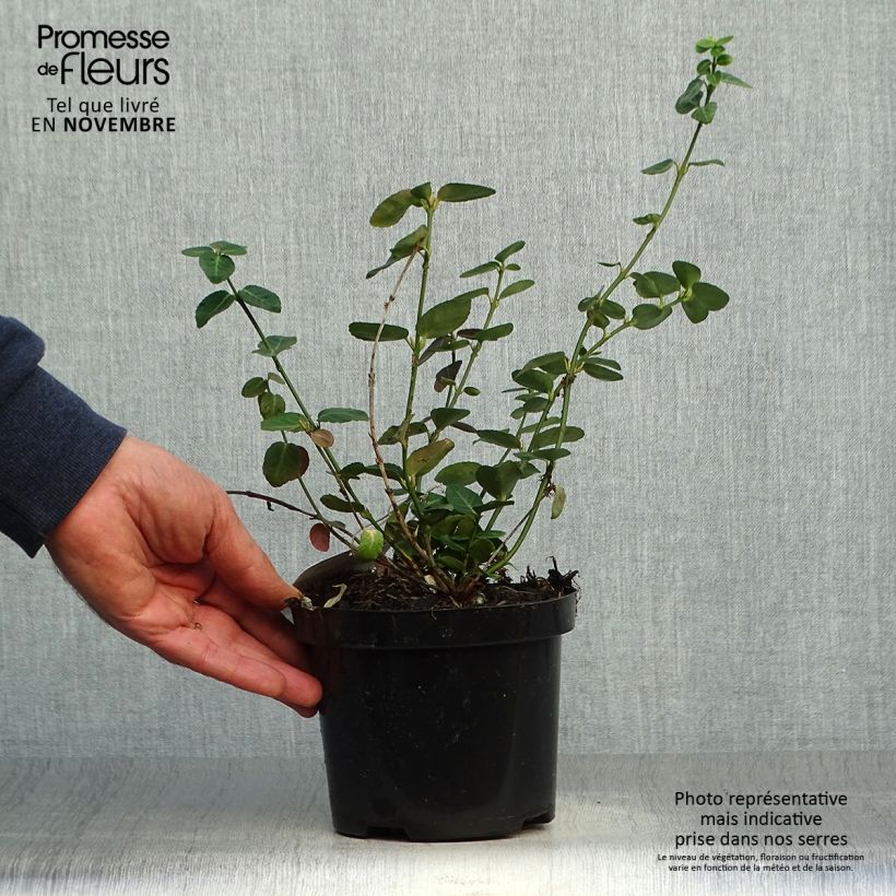 Example of Spindelstrauch Radicans - Euonymus fortunei Topf mit 1L/1,5L as you get in automne
