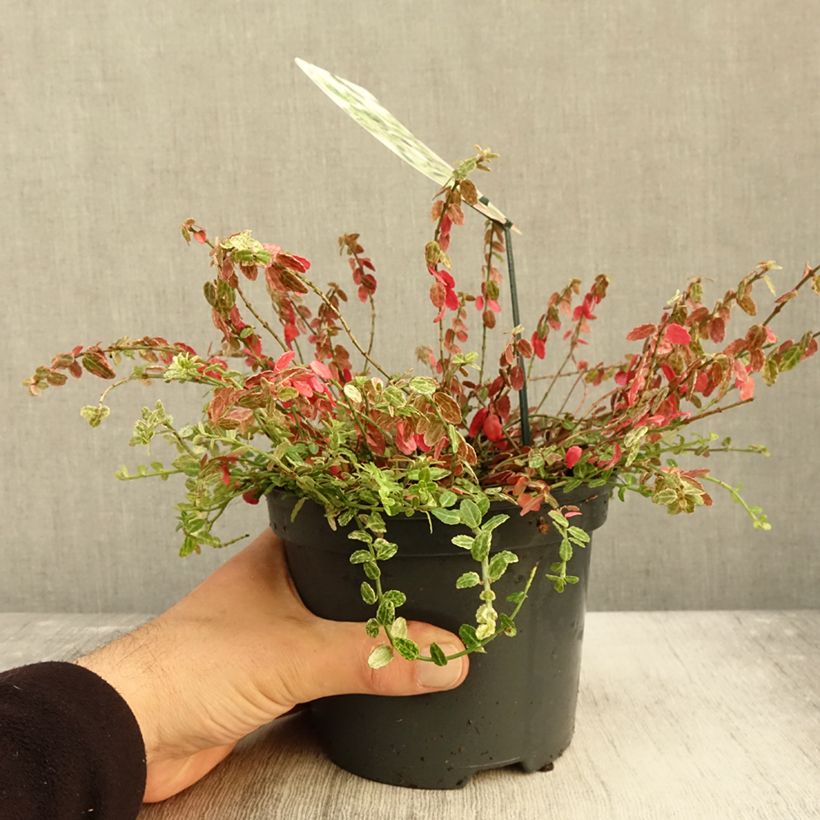 Example of Spindelstrauch Silverstone - Euonymus fortunei Topf mit 2L/3L as you get in automne