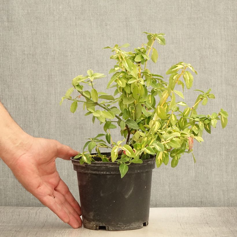 Example of Spindelstrauch Sunspot - Euonymus fortunei Topf mit 2L/3L as you get in ete