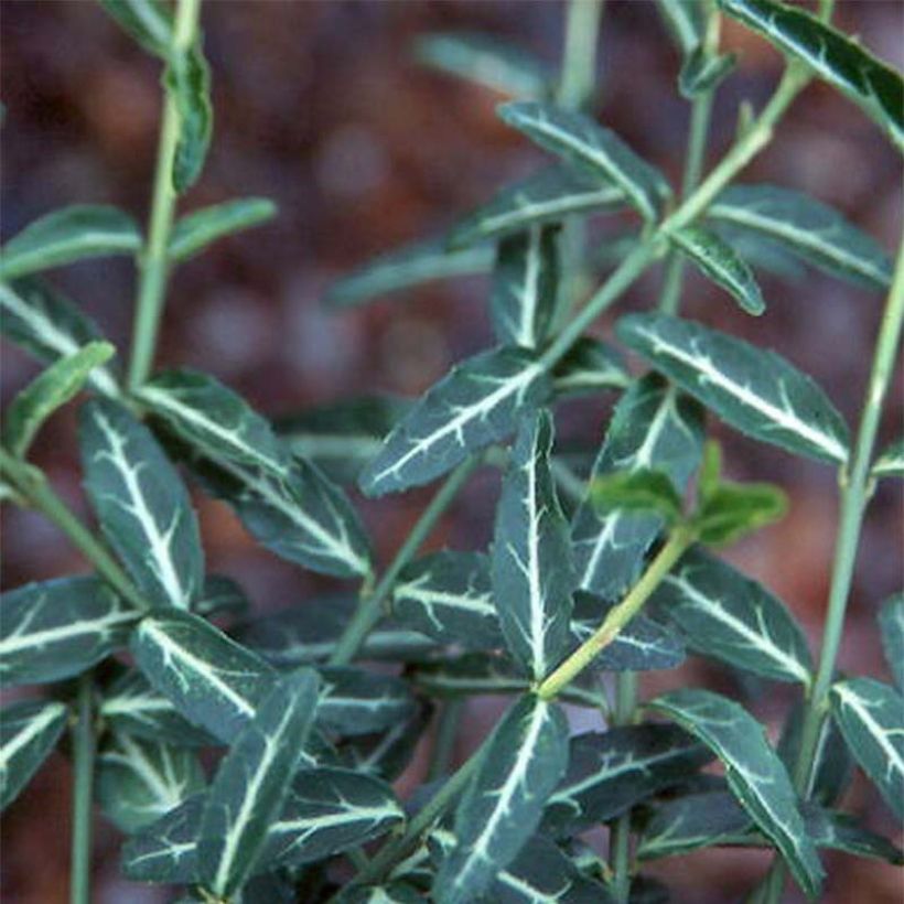 Spindelstrauch Wolong Ghost - Euonymus fortunei var. radicans (Foliage)