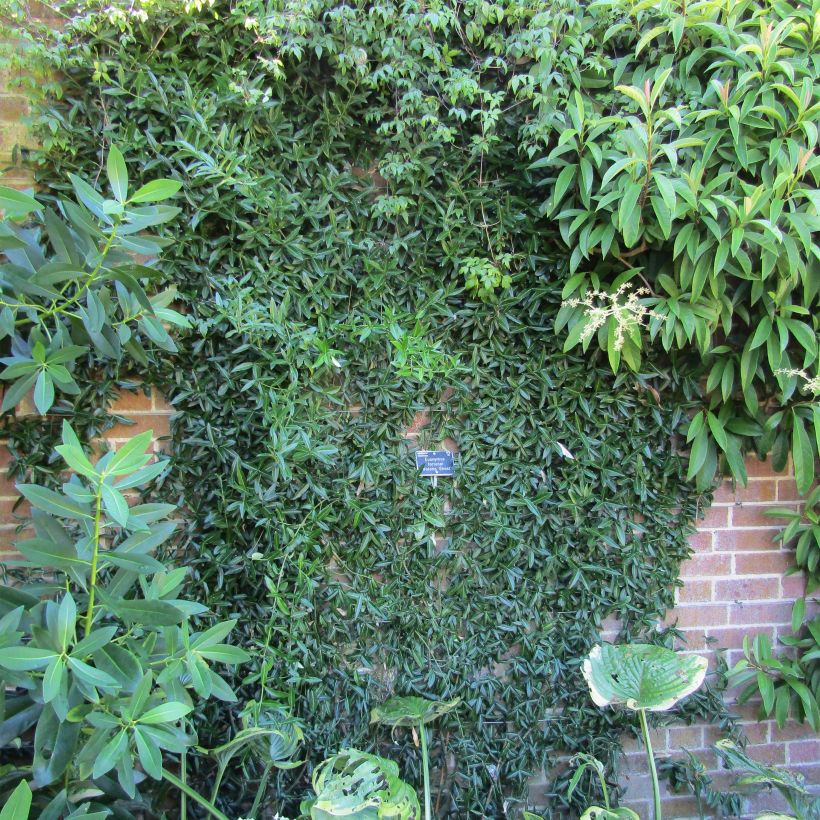 Spindelstrauch Wolong Ghost - Euonymus fortunei var. radicans (Plant habit)