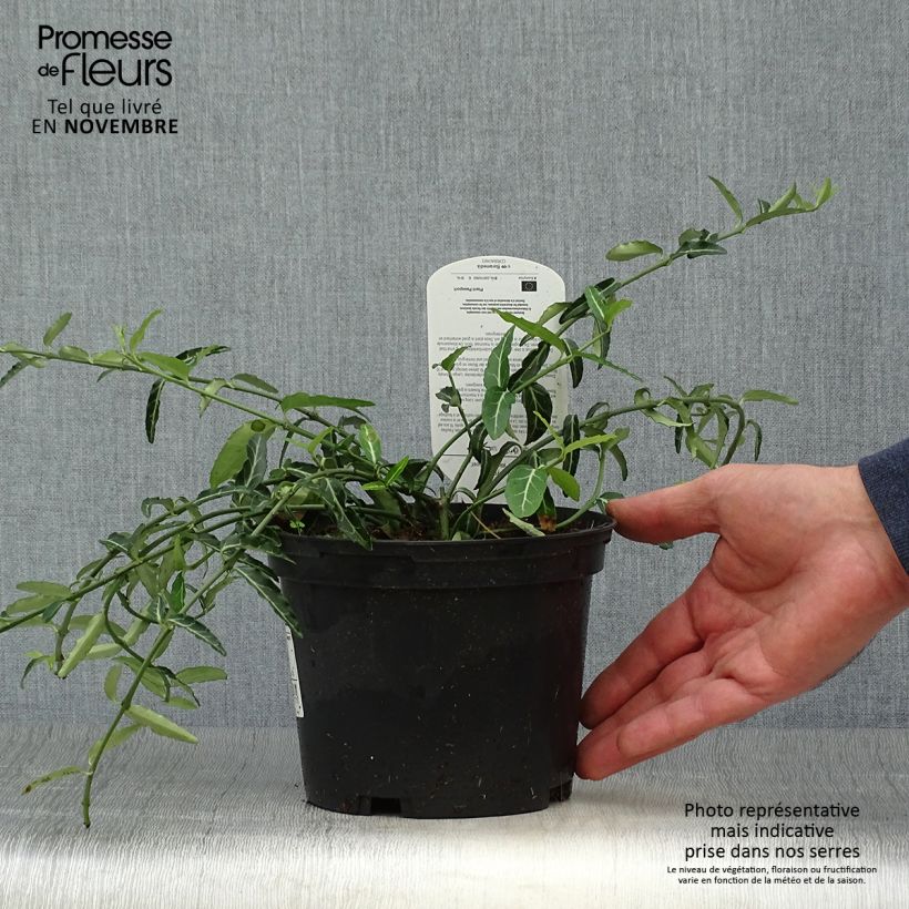 Example of Spindelstrauch Wolong Ghost - Euonymus fortunei var. radicans Topf mit 2L/3L as you get in automne