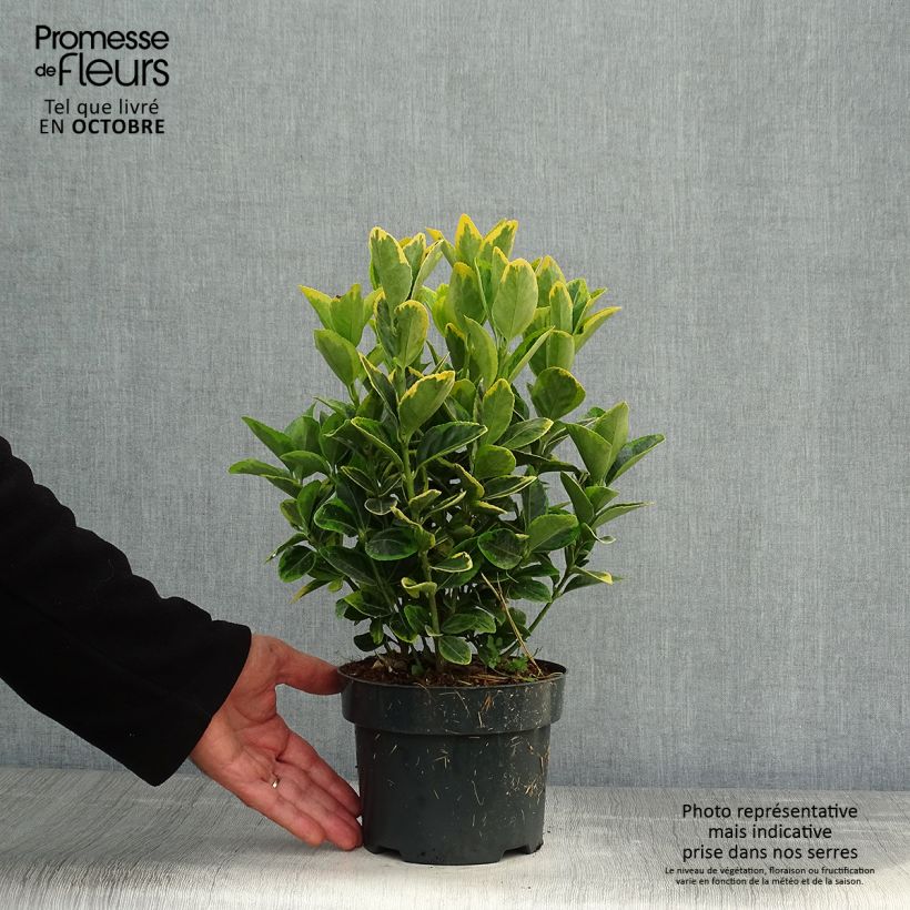 Example of Japanischer Spindelstrauch Aureomarginatus - Euonymus japonicus Topf mit 2L/3L as you get in automne