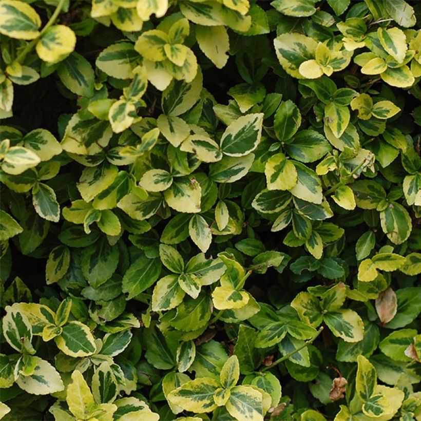 Japanischer Spindelstrauch Aureus - Euonymus japonicus (Foliage)