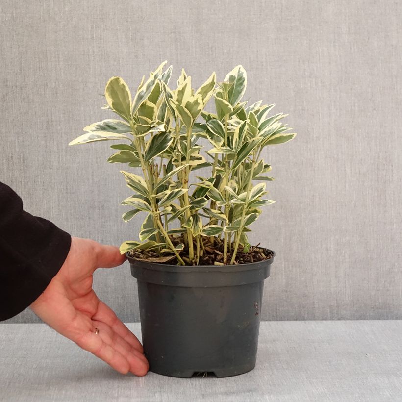 Example of Japanischer Spindelstrauch Bravo - Euonymus japonicus Topf mit 2L/3L as you get in hiver