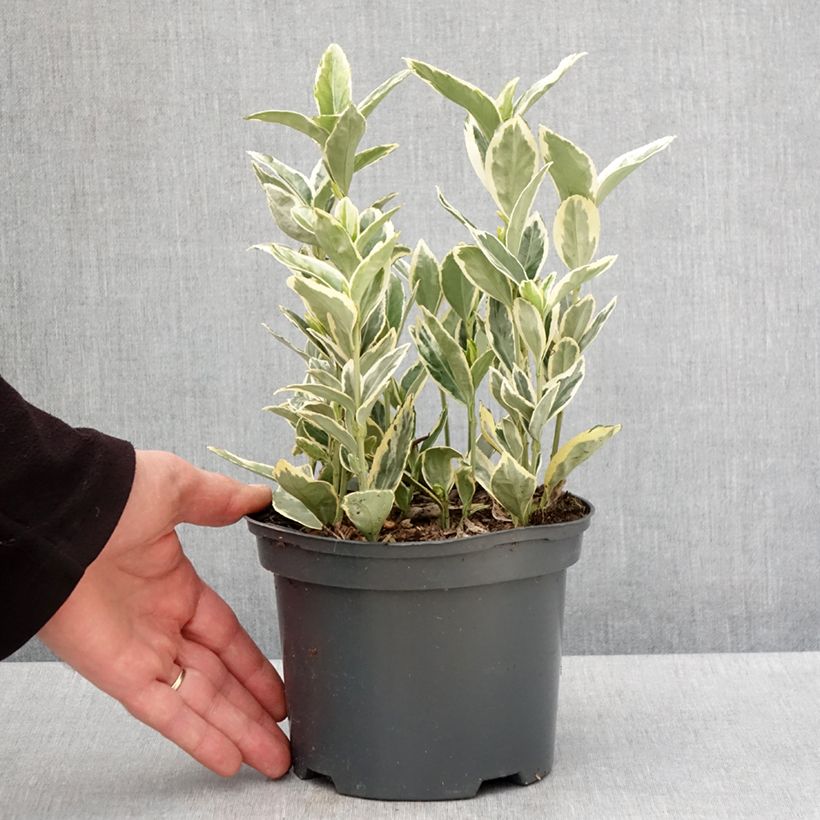 Exemplar von Japanischer Spindelstrauch Bravo - Euonymus japonicus Topf mit 2L/3L wie im Frühjahr geliefert