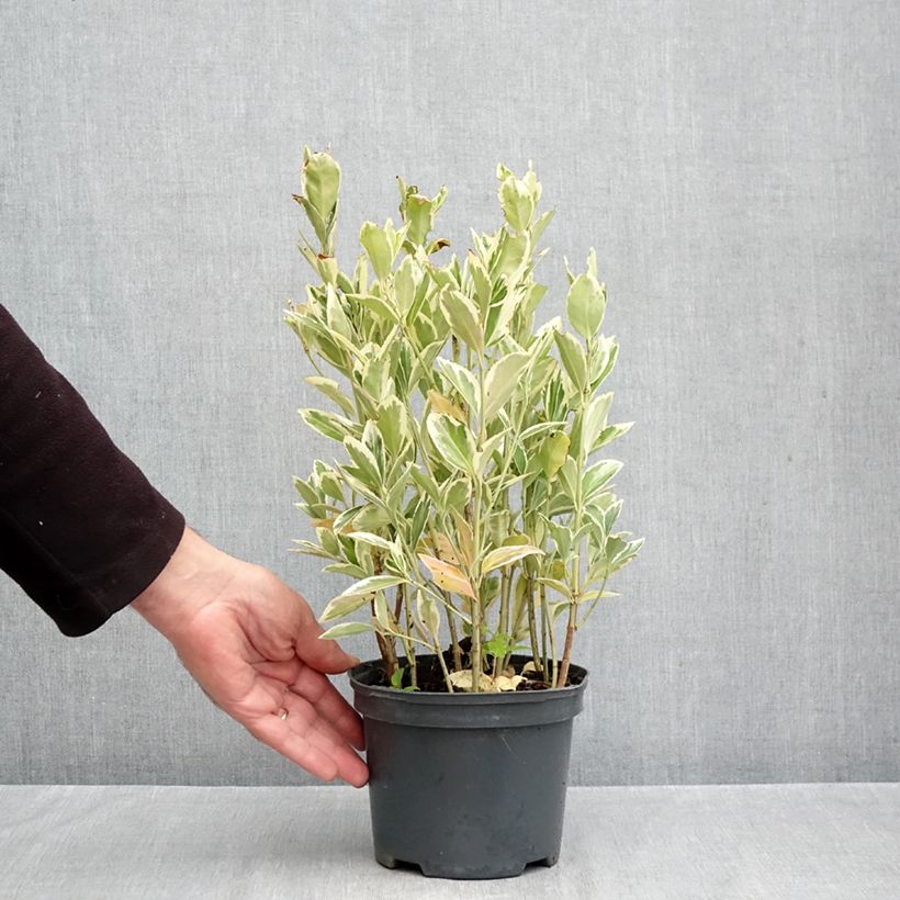 Exemplar von Japanischer Spindelstrauch Bravo - Euonymus japonicus Topf mit 2L/3L wie im Herbst geliefert