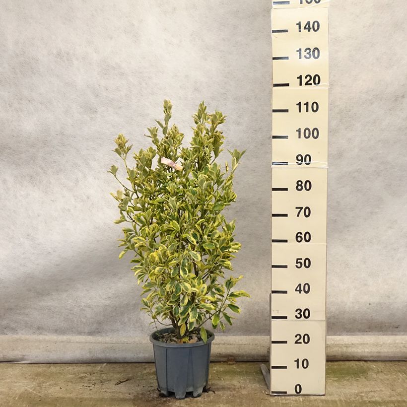 Example of Japanischer Spindelstrauch Bravo - Euonymus japonicus Topf mit 7,5L/10L as you get in automne