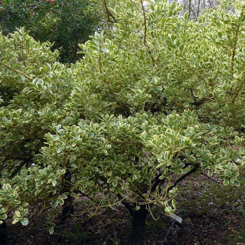 Japanischer Spindelstrauch Duc d'Anjou - Euonymus japonicus (Plant habit)