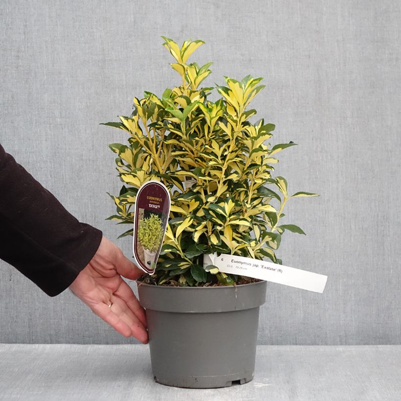 Exemplar von Japanischer Spindelstrauch Exstase - Euonymus japonicus Topf mit 3L/4L wie im Winter geliefert
