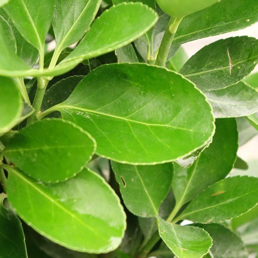 Japanischer Spindelstrauch - Euonymus japonicus (Foliage)