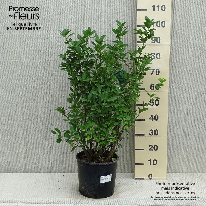 Example of Japanischer Spindelstrauch - Euonymus japonicus Topf mit 7,5L/10L as you get in automne