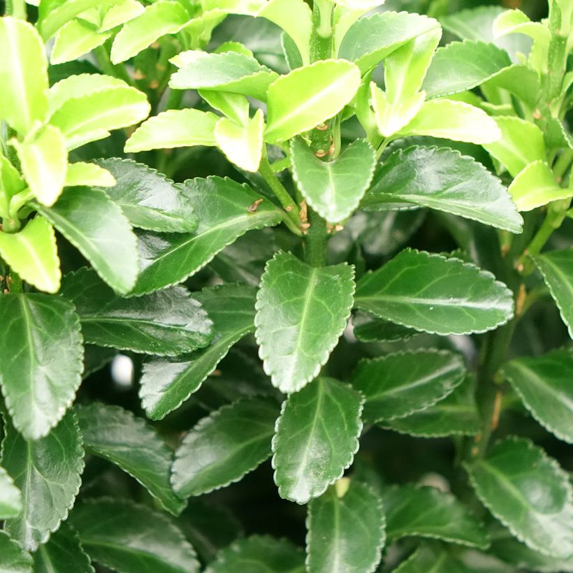 Japanischer Spindelstrauch Green Rocket - Euonymus japonicus (Laub)